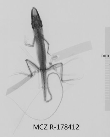 Media type: image;   Herpetology R-178142 Aspect: dorsoventral x-ray